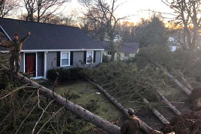 Storm Damaged Tree Removal