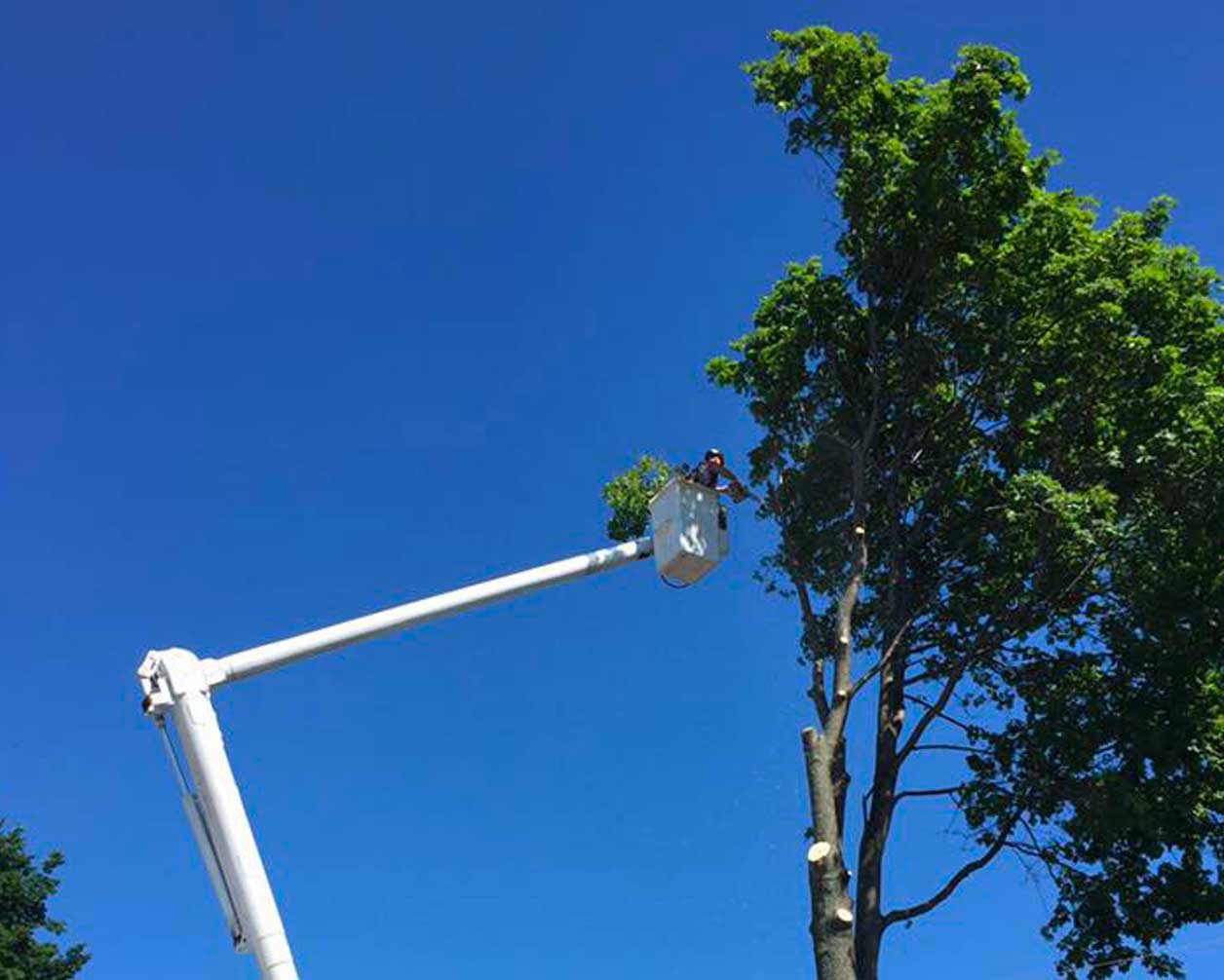 Tree Pruning